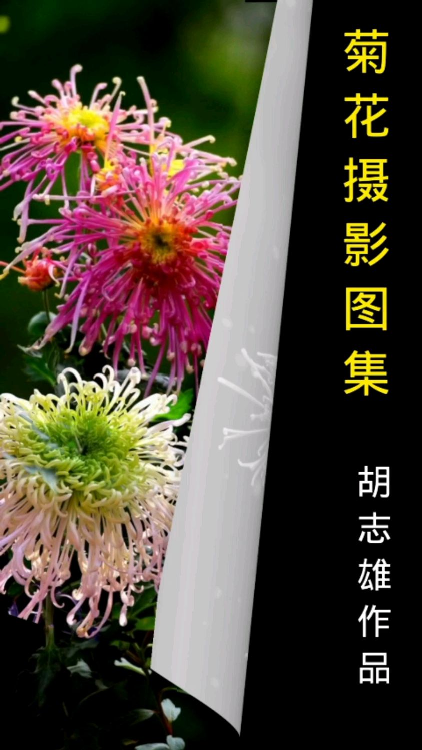 菊花摄影图集#好看的花一定要分享给你