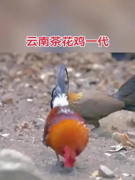农村散养土鸡:云南茶花鸡 各阶段养殖交流