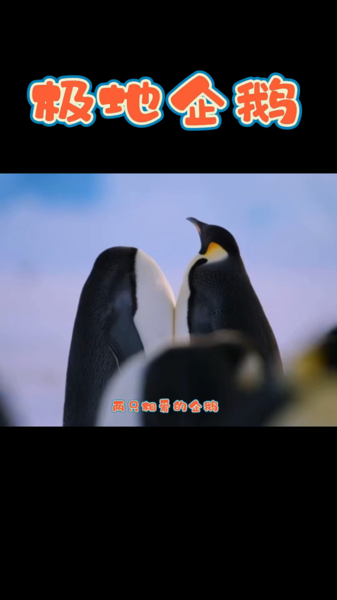 为了下一代,企鹅爸妈真的很拼呢