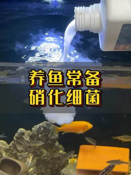 鱼缸水浑浊咋办?倒点硝化细菌,快速实现水清鱼靓
