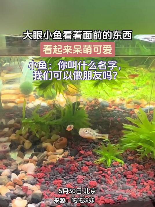 大眼小鱼看着面前的东西,看起来呆萌可爱