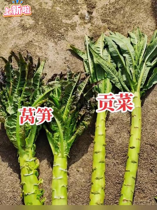 脆嫩剁椒贡菜脆辣响菜下饭菜即食咸菜