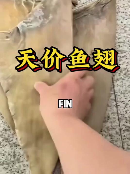一小捆卖数万美元!揭秘天价鱼翅背后的残酷代价