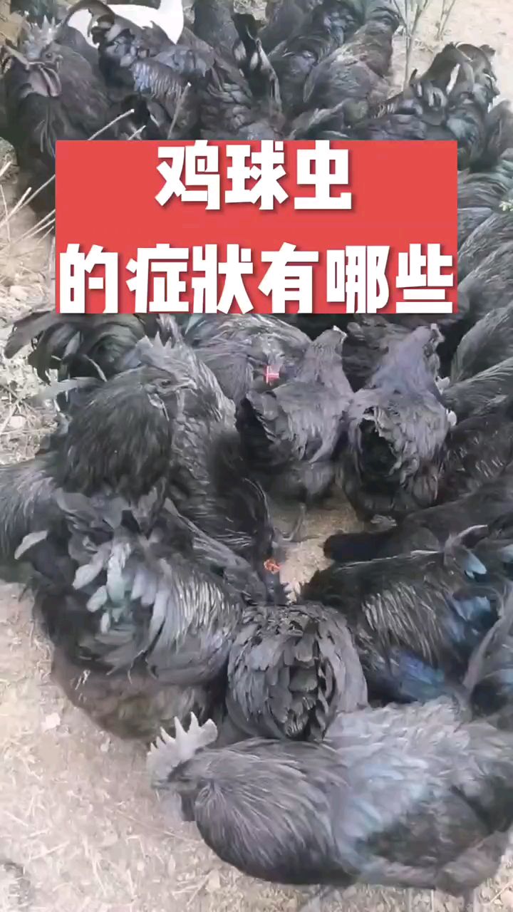 鸡球虫有哪些症状