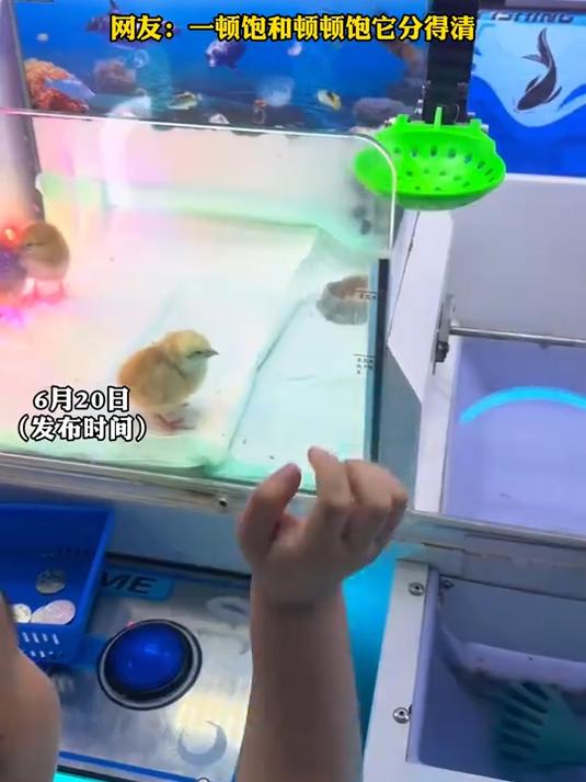 娃娃机抓小鸡 小孩目标小鸡走开了，意外收获了另一只路过的小鸡#健康新势力计划#
