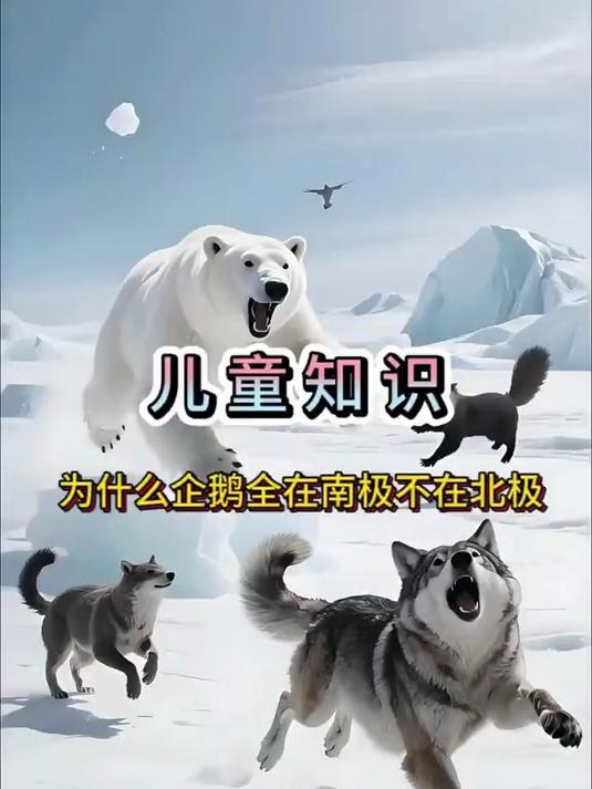 企鹅为啥只爱南极，北极有啥小秘密呀？