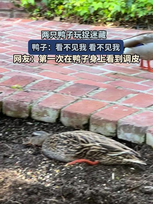 两只鸭子玩捉迷藏，鸭子：看不见我 看不见我