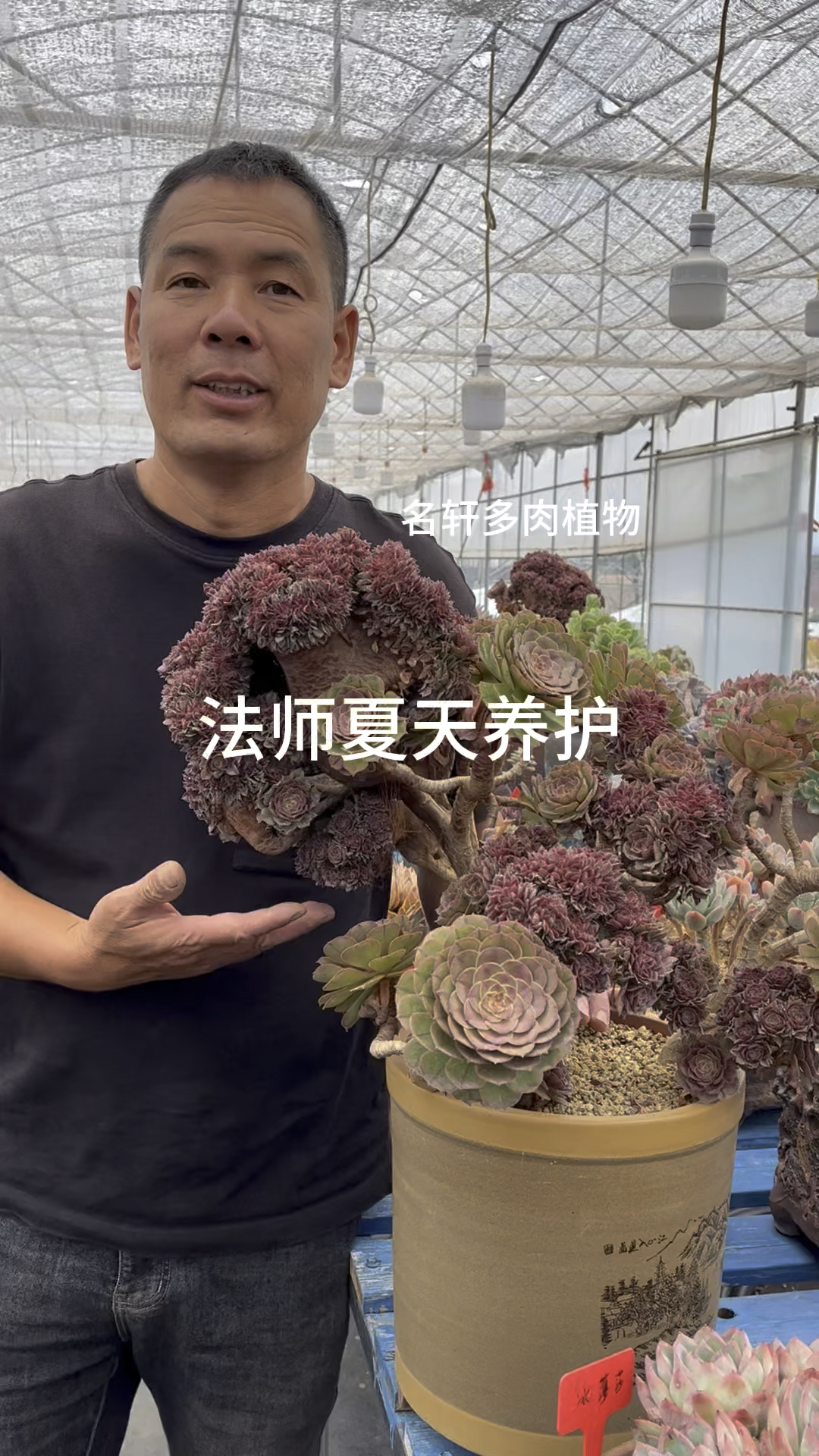 多肉植物法师夏季养护