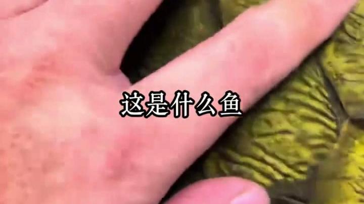 常见却叫不出名字的鱼种盘点 #海洋动物 #怪鱼 #科普 #鱼 #真实生活分享计划