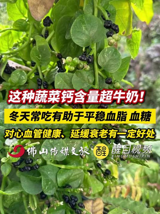 这种蔬菜钙含量超牛奶!冬天常吃有助于平稳血脂、血糖。(出镜:刘畅;编辑:谭泳欣;实习编辑: