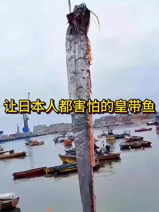 让日本人都害怕的皇带鱼