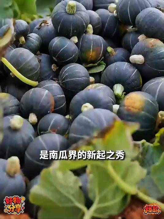 今天蒸了贝贝南瓜好吃还顶饿，一顿吃一个