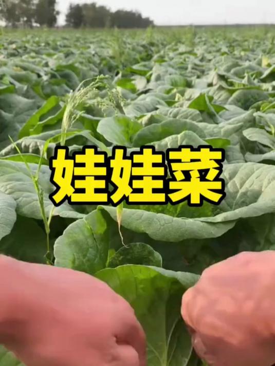 娃娃菜原来就是大白菜的菜心啊