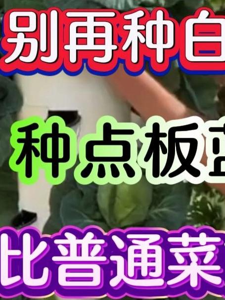 别再种普通青菜了种点板蓝根青菜撒土里就活割完还能长