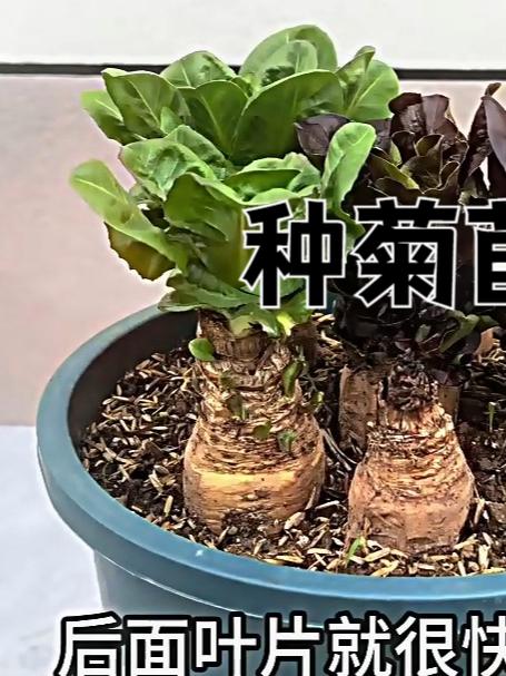 4个月前我盆栽种菊苣,没想到居然意外开花了