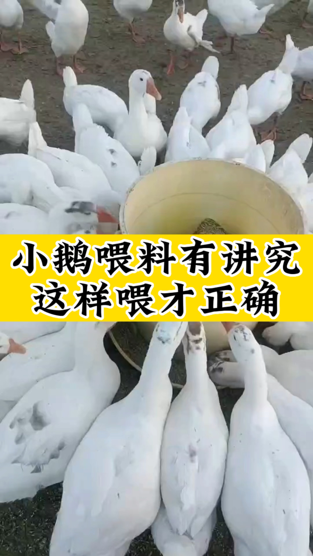 小鹅喂料  怎么喂