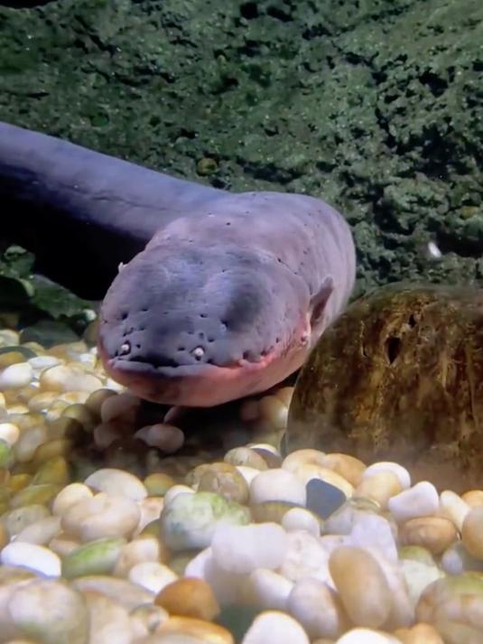 淡水鱼战力前十排行