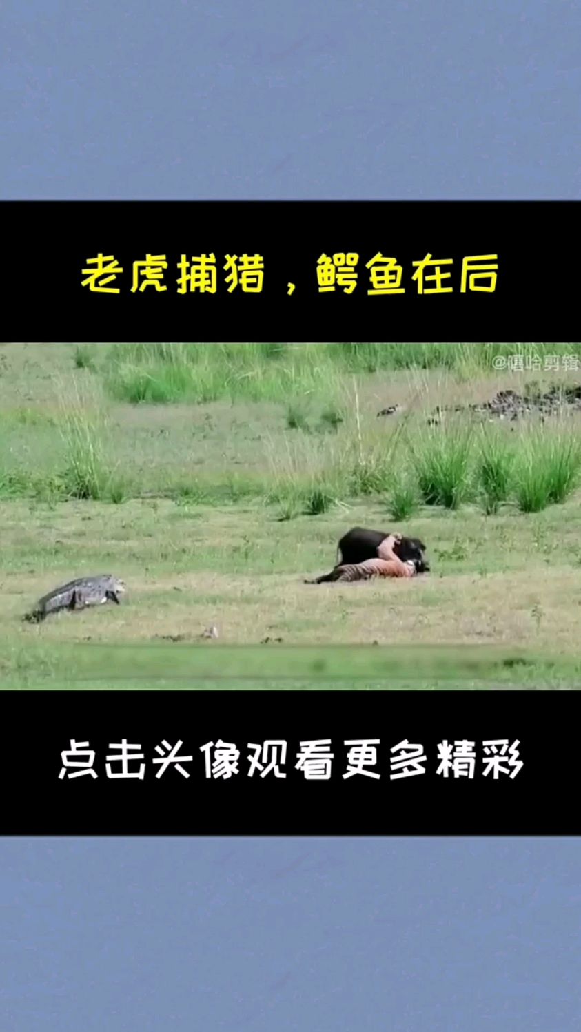老虎捕食鳄鱼在后能否成功