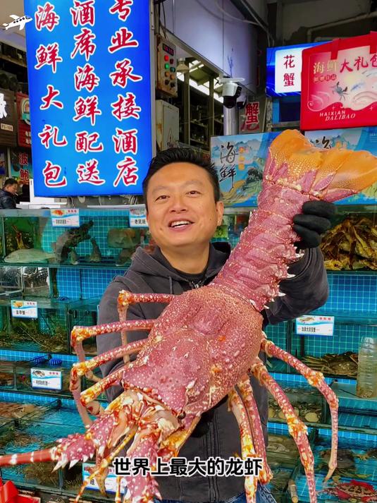 世界上最大的龙虾，巨象真龙虾。来自非洲