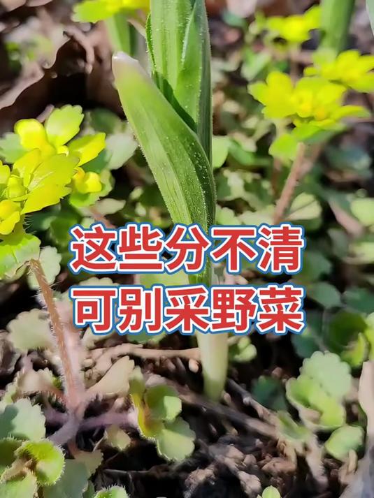 这些东西分不清,千万别去采野菜