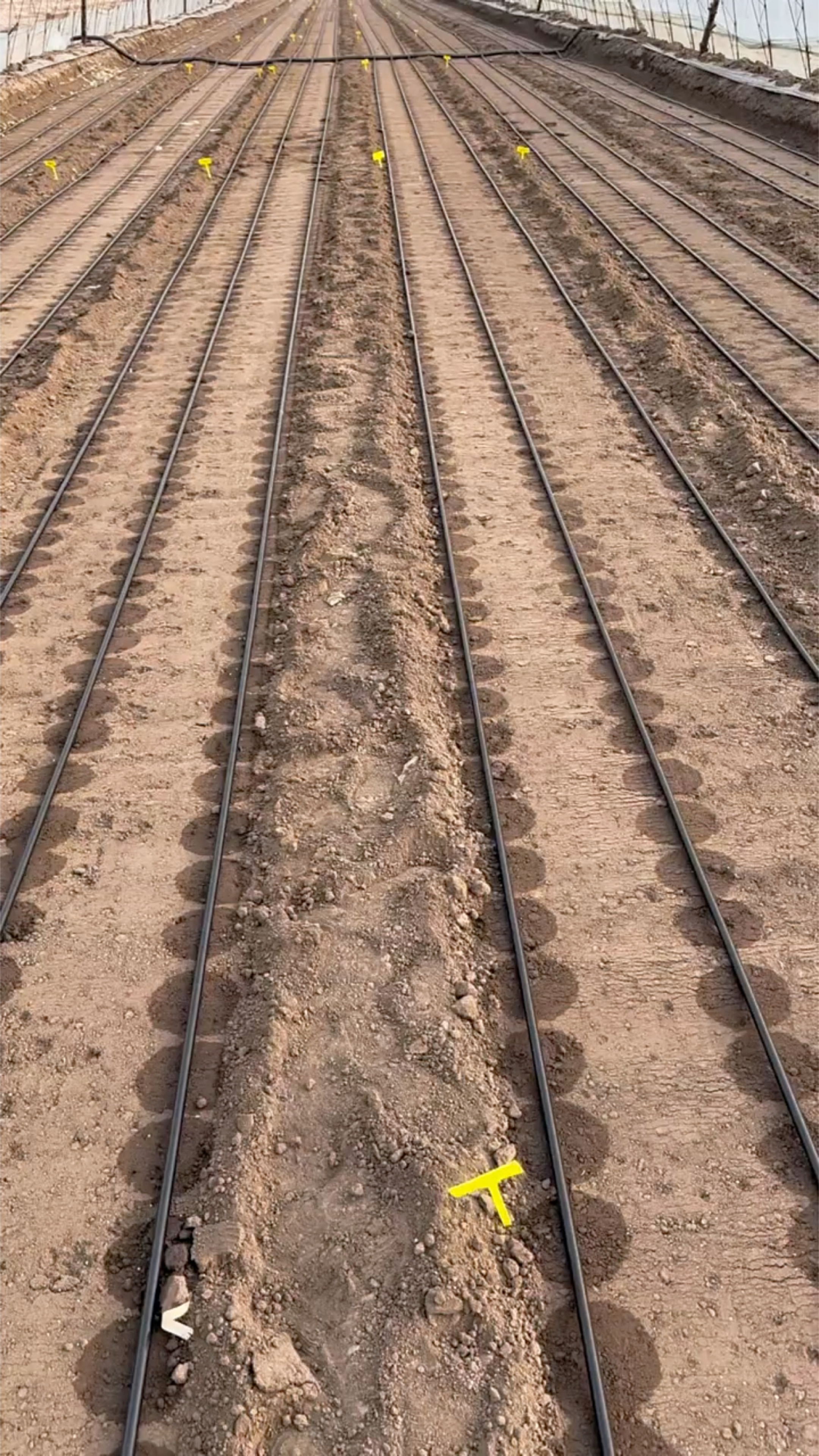 大葱种植育苗贴片滴灌带铺设安装技术方法视频