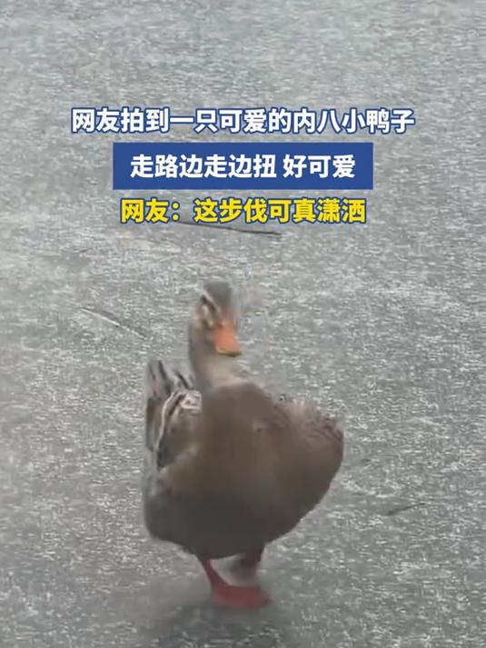 网友拍到一只可爱的内八小鸭子,走路边走边扭,好可爱