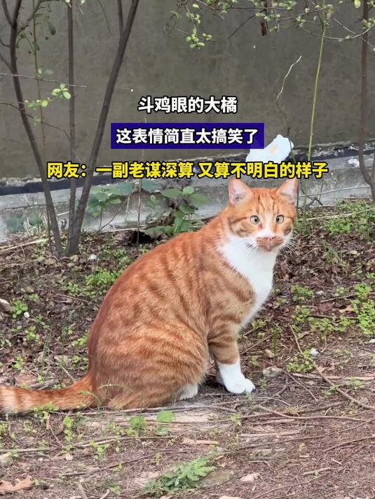 斗鸡眼的大橘，这表情简直太搞笑了