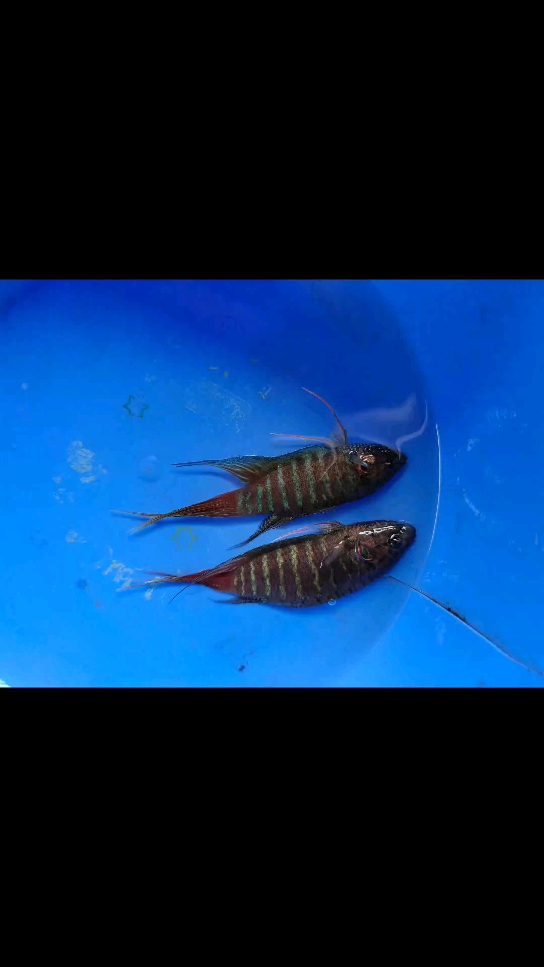 普叉斗鱼,颜色超好看,有喜欢的吗