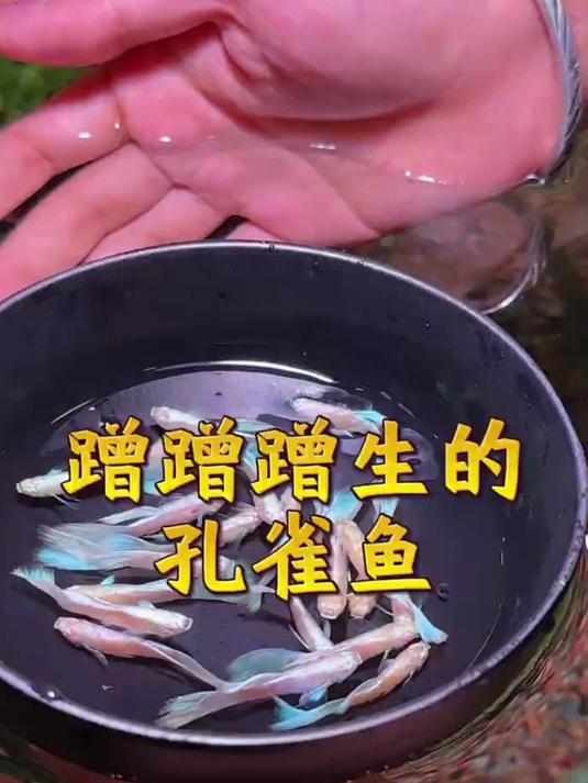 皮实好养的孔雀鱼,也被称为百万鱼!