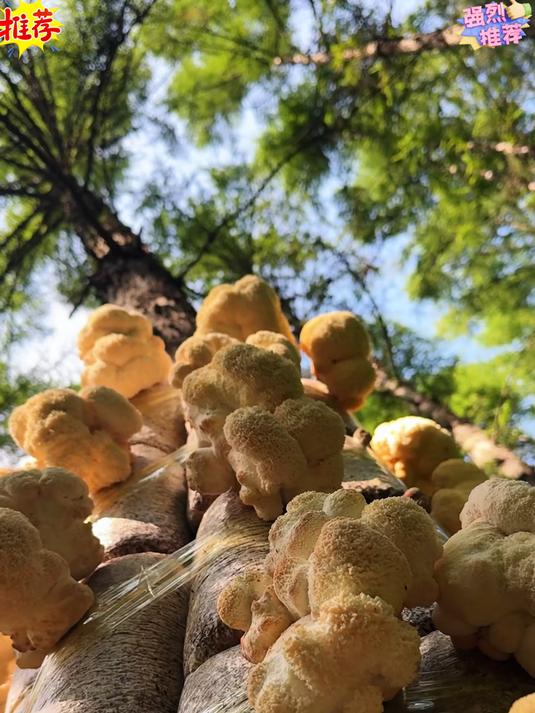 软嫩猴头菇，护胃助消化，长辈吃得香～