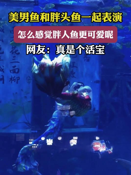 美男鱼和胖头鱼一起表演,怎么感觉胖人鱼更可爱呢