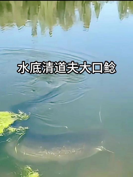 水底清道夫大口鲶