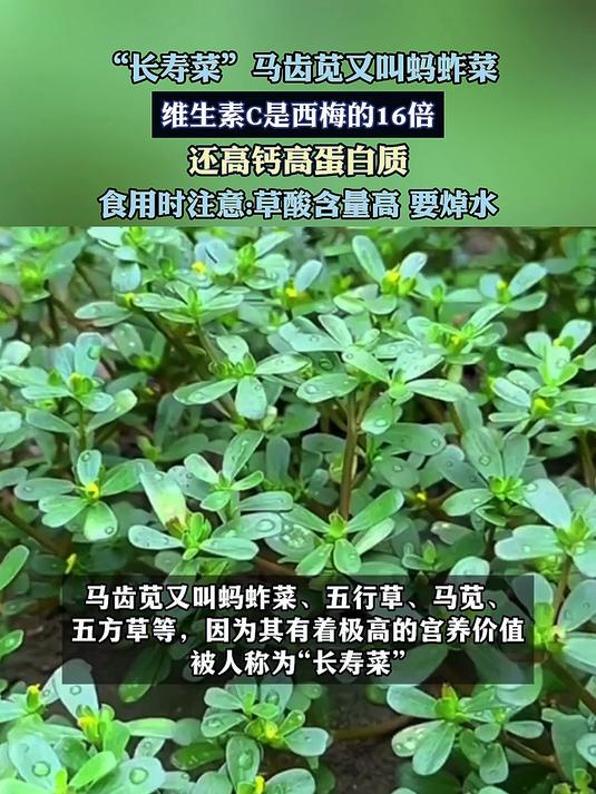 “长寿菜”马齿苋又叫蚂蚱菜,维生素C是西梅的16倍