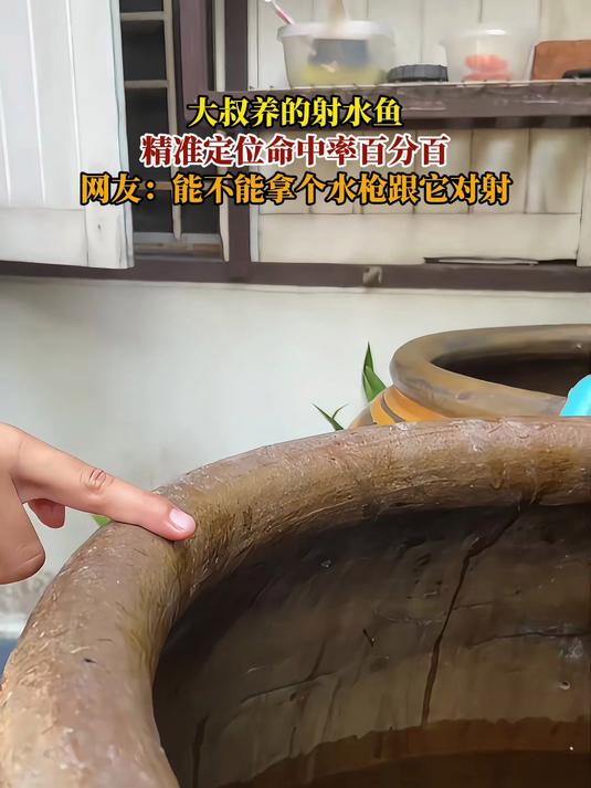 大叔养的射水鱼,精准定位命中率百分百,网友:拿个水枪跟它对射