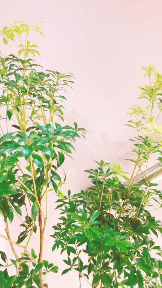 鱼身上最苦的是胆,鱼胆破了鱼就没人要了。人身上最痛的是心,心碎了,什么都不重要了