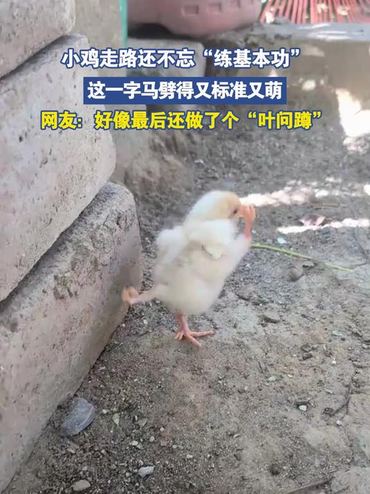 小鸡走路还不忘“练基本功”，这一字马劈得又标准又萌