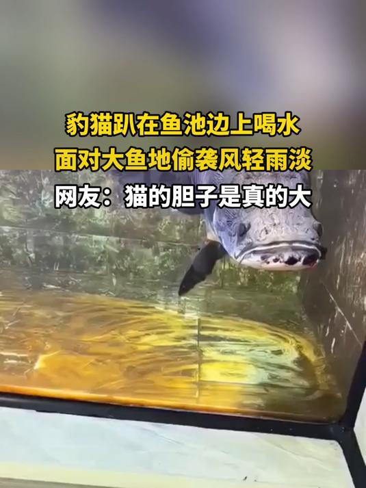 豹猫趴在鱼池边上喝水，面对骨鱼地偷袭风轻雨淡