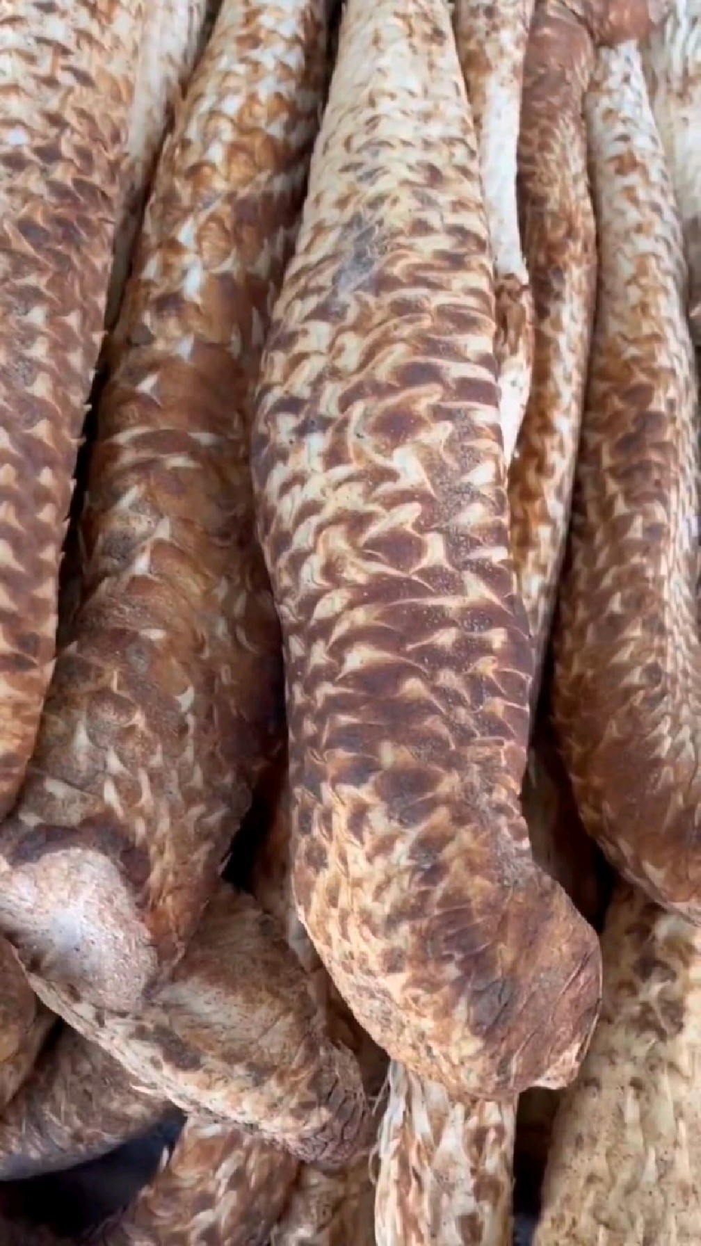 肉苁蓉,你看它长得像什么?还可以泡水喝