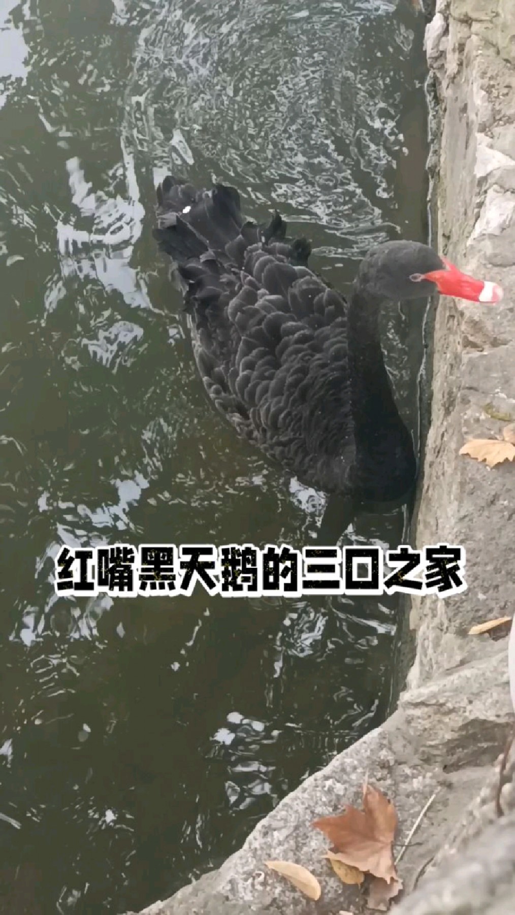 红嘴黑天鹅的三口之家