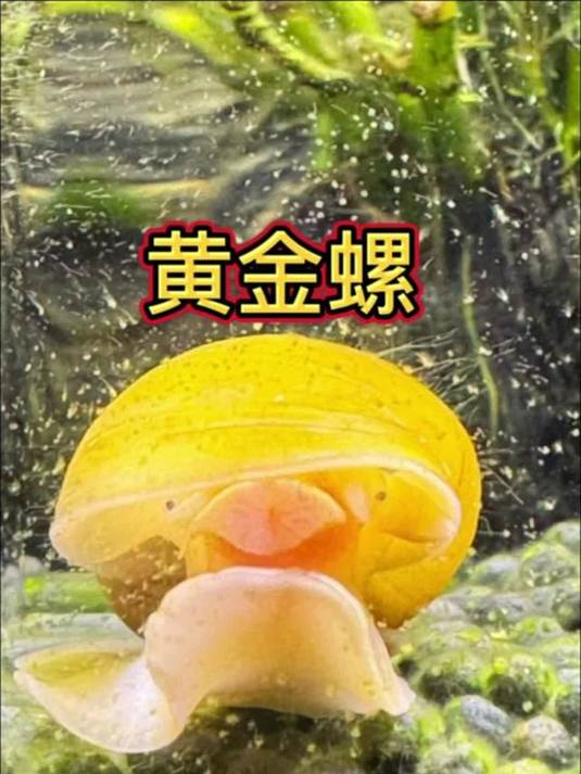 黄金螺助力鱼缸清洁 残渣垃圾一扫光 冷水也适用