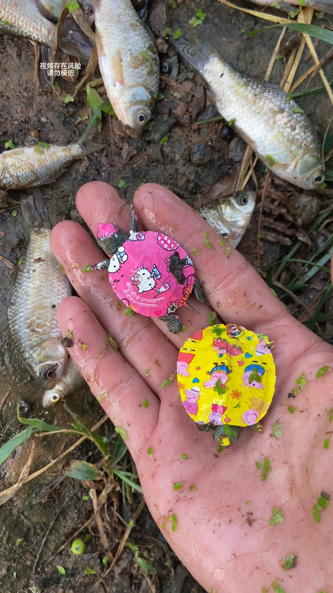 为什么会有那么多领盒饭的鱼呢