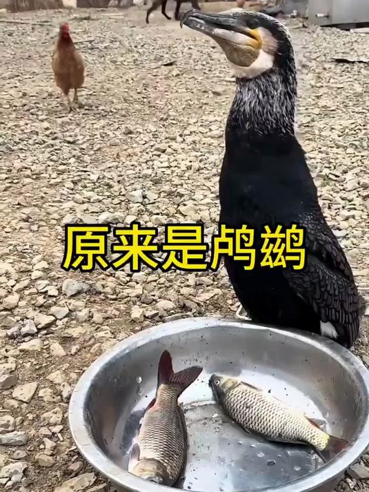 原来是一只鸬鹚