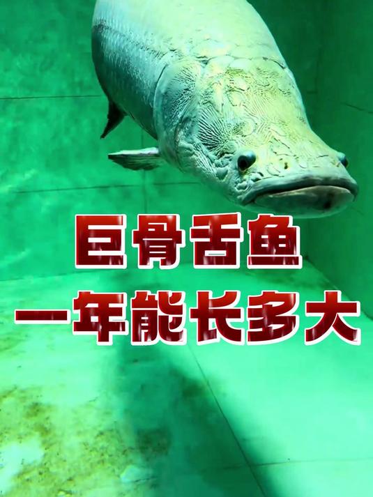 巨骨舌鱼一年内能长多大?