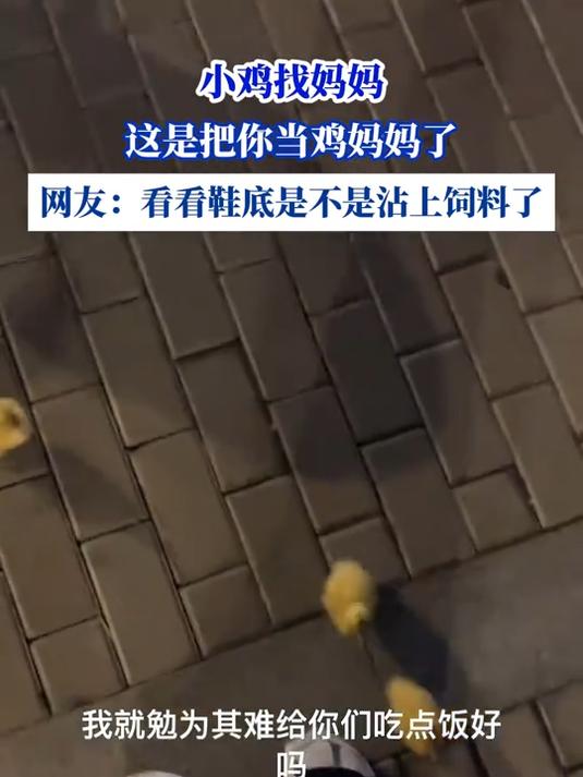 小鸡找妈妈,这是把你当鸡妈妈了,看看鞋底是不是沾上饲料了