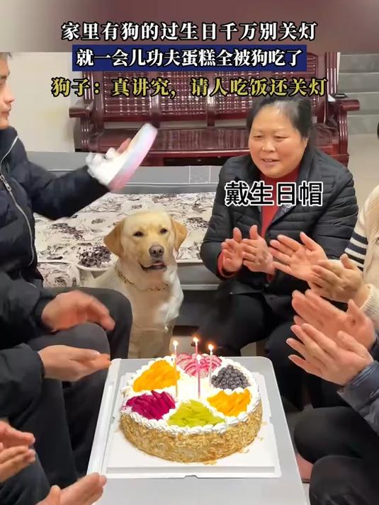 家里有狗的过生日千万别关灯，就一会儿功夫蛋糕全被狗吃了