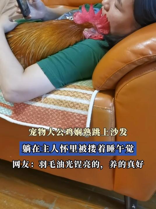 宠物大公鸡娴熟跳上沙发,躺在主人怀里被搂着睡午觉