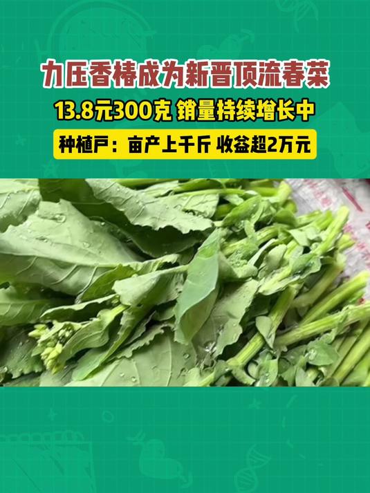 板蓝根油菜上市,力压香椿成为新晋顶流春菜