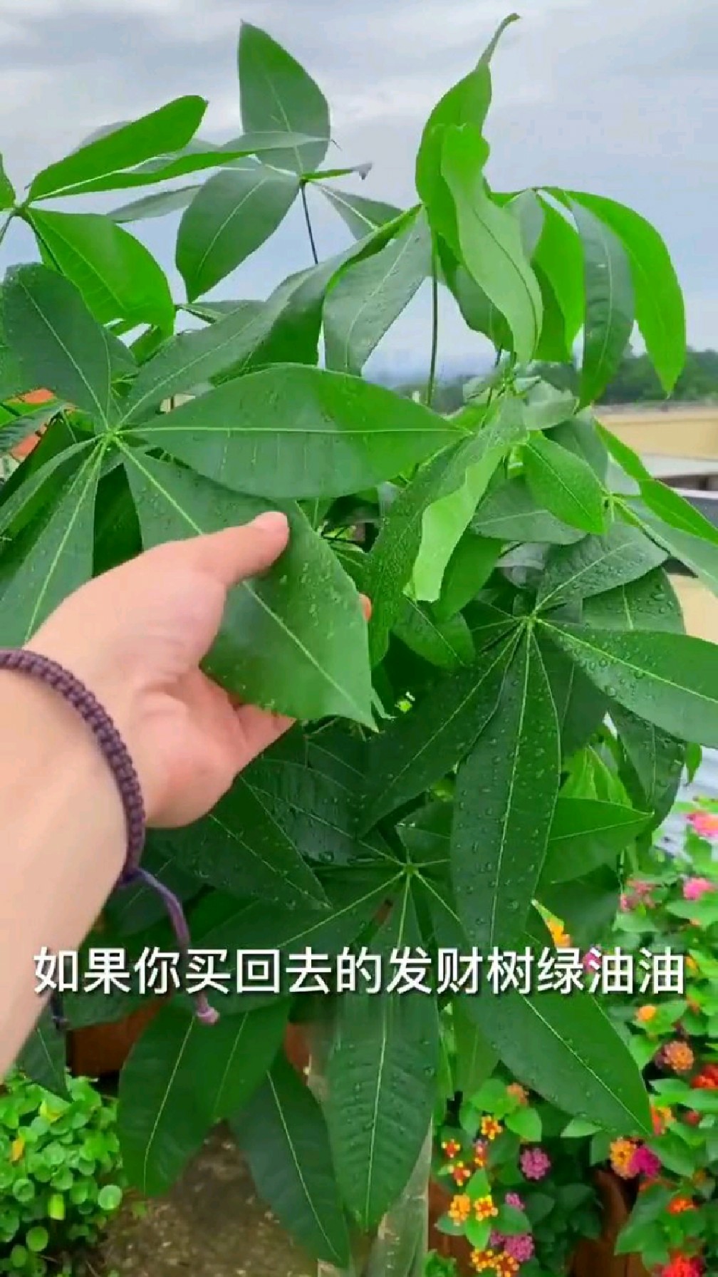 买回家的发财树叶子绿油油,养不了多久就黄叶落叶