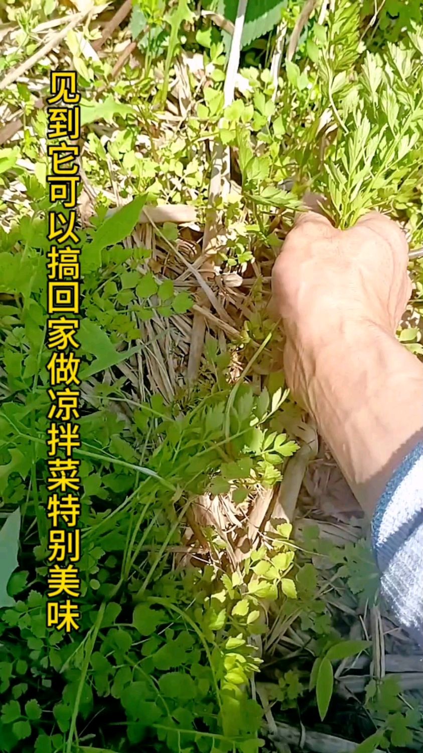 你吃过野芹菜吗,要吃过的人才知道它的美味