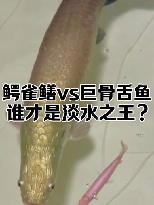 鳄雀鳝vs巨骨舌鱼 究竟谁才是真正的淡水之王?